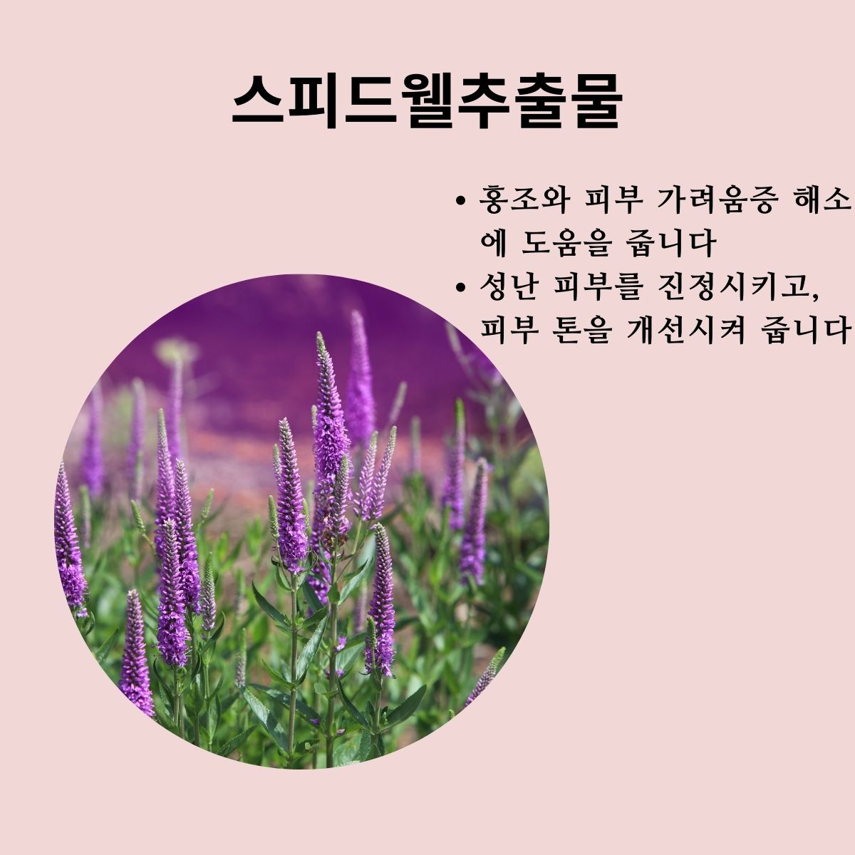 스피드웨추출물은 붉어진 피부와 가려움증 해소에 도움을 주고요, 성난 피부를 진정시키고, 피부 톤을 개선시켜 줍니다.
